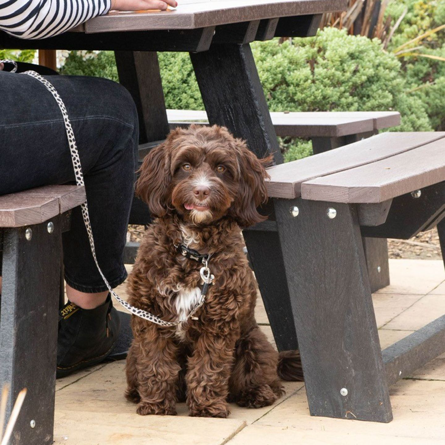 Your local dog friendly pub in Exeter